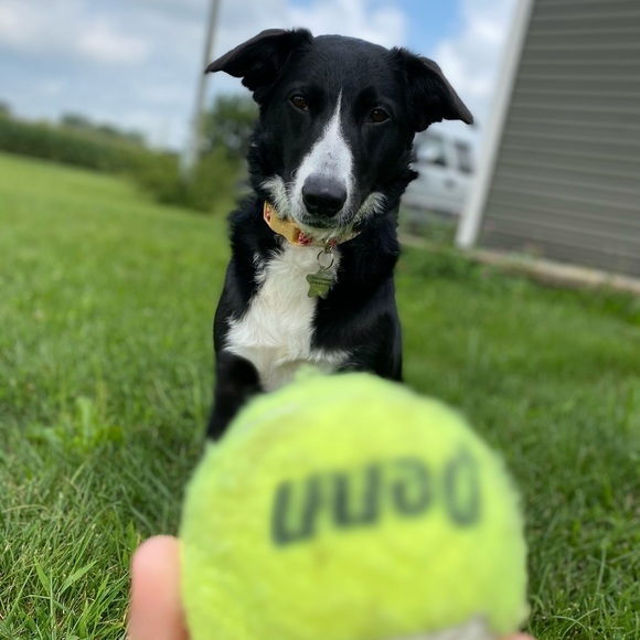 Meet your Posher, Kiara - Picture 1 of 1